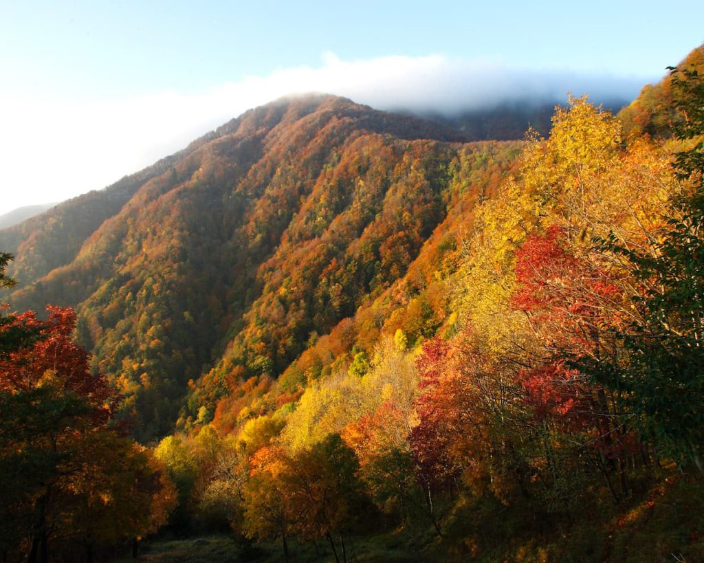 vistalto_forestecasentinesi_ montefalterona_campigna