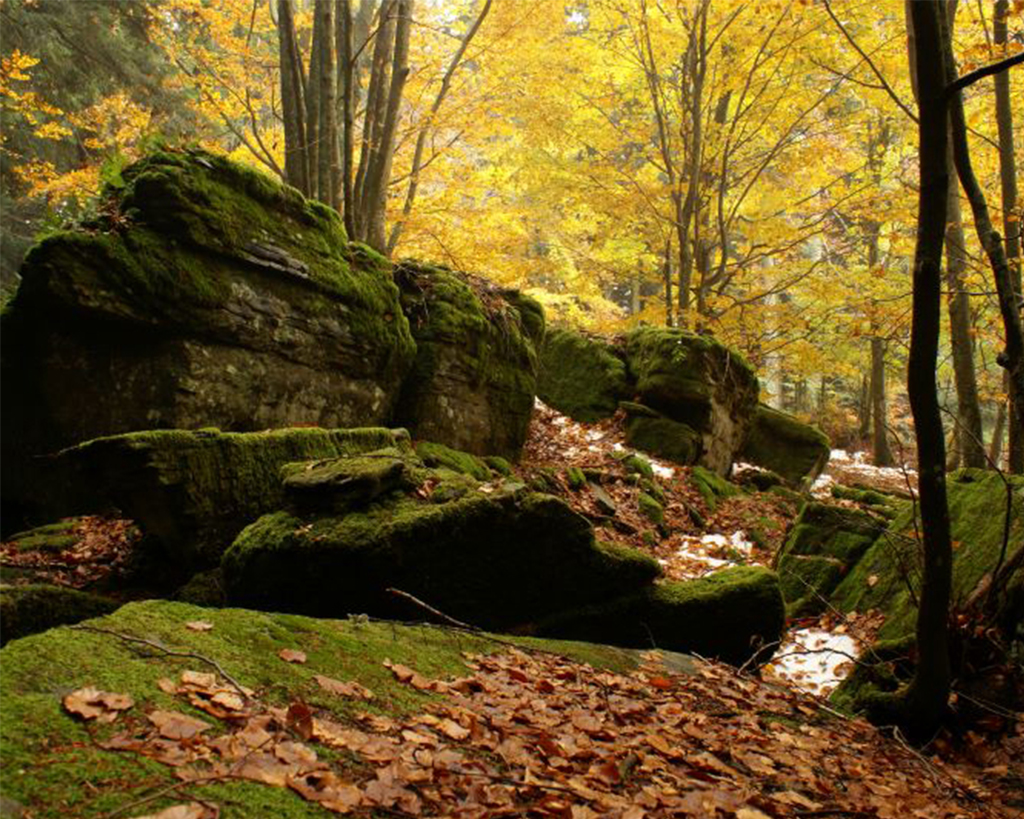 foreste_casentinesi_autunno